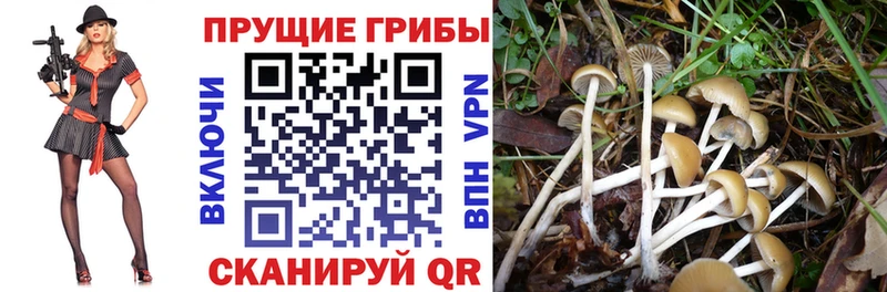 Купить закладки  Ардон  Галлюциногенные грибы ЛСД 